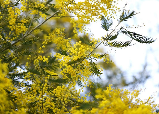 Гілка жовтої мімози, що цвіте на тлі блідого весняного неба