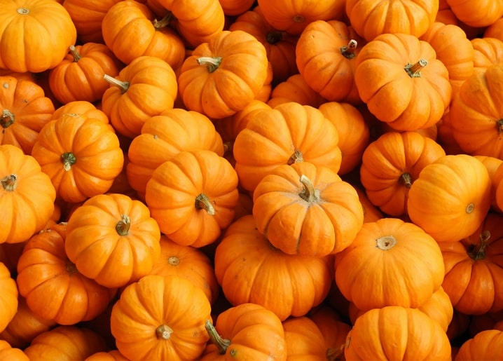 Close-up of small orange pumpkins piled together, stems facing every direction