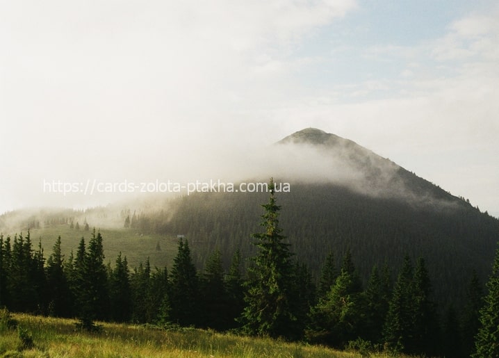 Misty Carpathian mountain peak above a dark pine forest