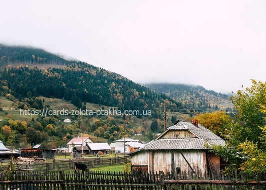 Foggy Carpathian village with a weathered wooden barn and grazing cow