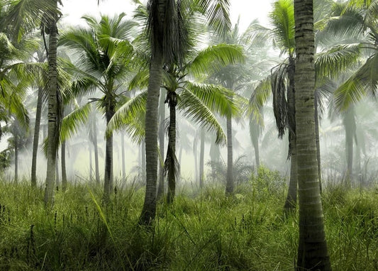 Hohe Kokospalmen ragen durch morgendlichen Nebel über dichtem grünem Gras empor.