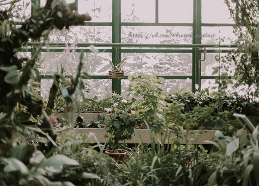 Nebeliges Gewächshausfenster mit hängender Orchidee und dichtem Grün