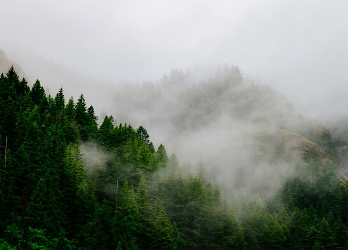 Nebel zieht durch einen dichten Kiefernwald am Berghang und verwischt die entfernten Bäume