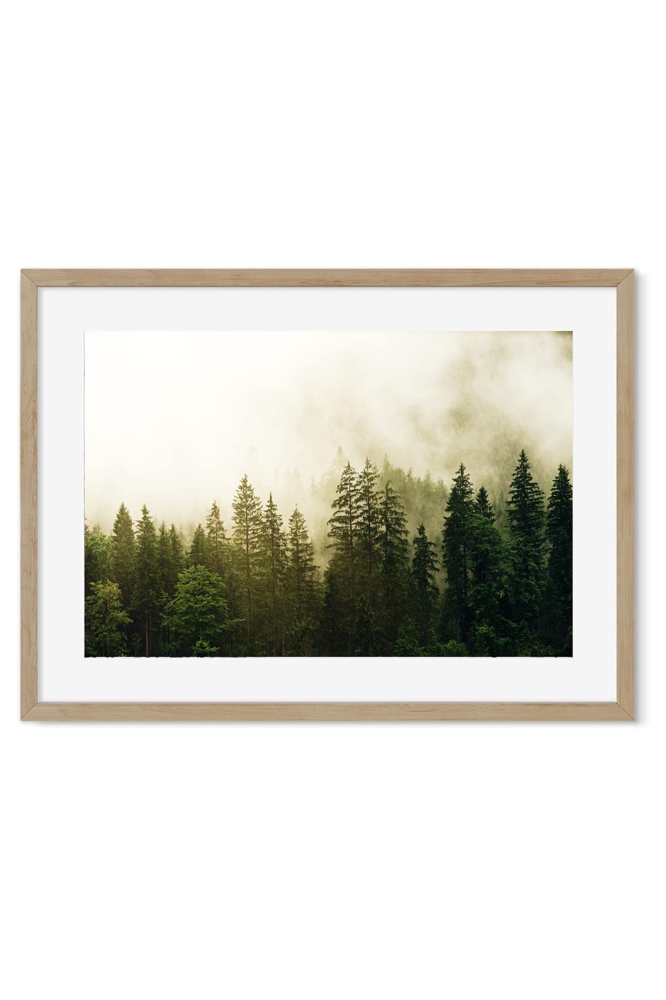 Tall pine trees fading into morning fog in a quiet forest landscape