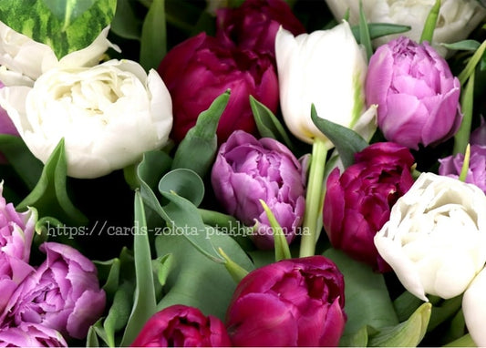 Strauß aus weißen, magenta- und violettfarbenen gefüllten Tulpen