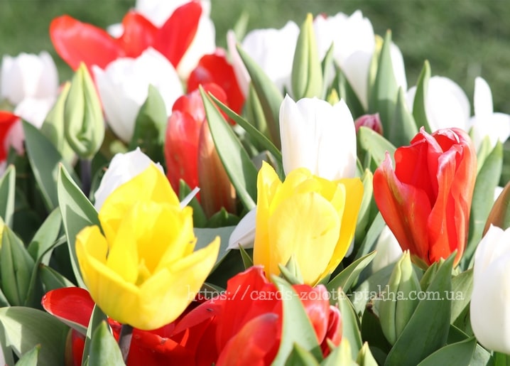 Tulpenbeet mit roten, gelben und weißen Blüten in voller Frühlingsblüte