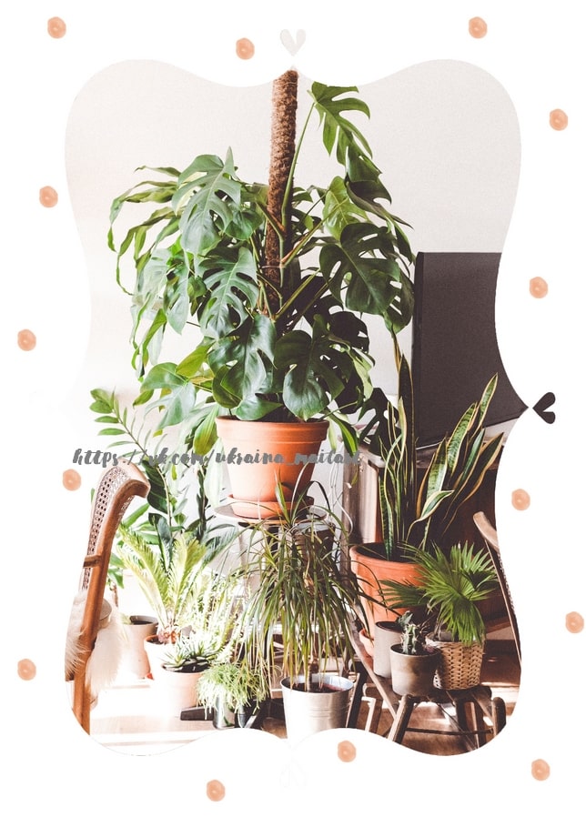 Room corner filled with a monstera, snake plant, ferns, and palms