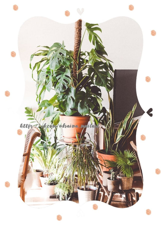 Zimmerecke mit Monstera, Bogenhanf, Farnen und Palmen