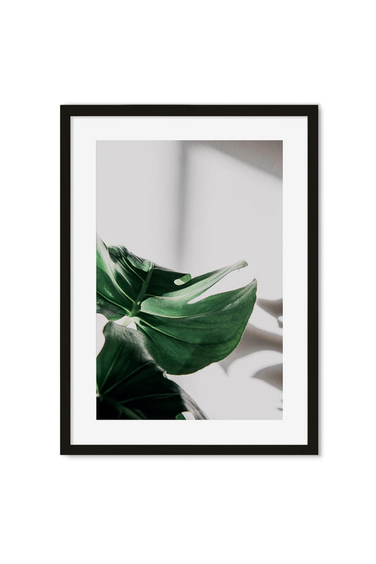 Monstera leaf catching afternoon light and shadow against a plain wall