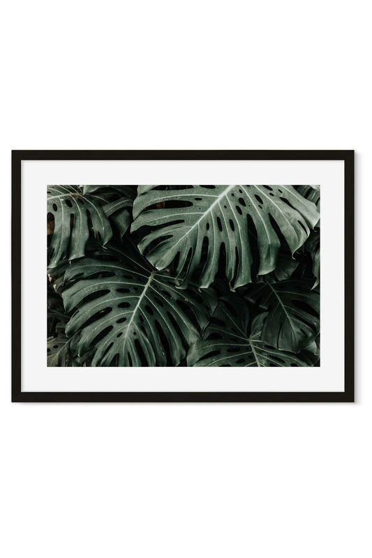 Close-up of dark green monstera leaves overlapping in a dense pattern