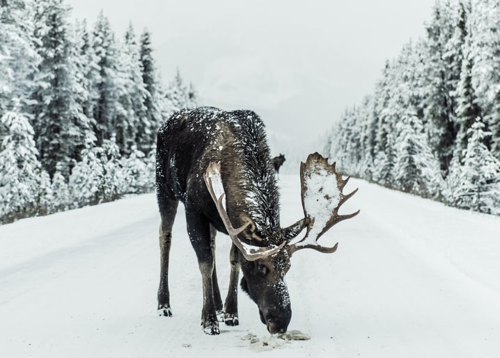 Elch senkt sein Geweih und grast auf einer schneebedeckten Waldstraße zwischen Fichten