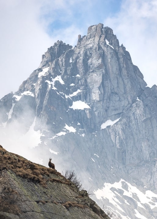 Wild mountain goat standing on a rocky ledge before a dramatic snow-capped mountain peak