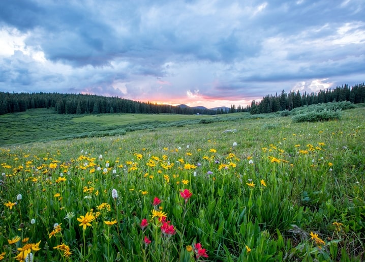 Жовті та червоні польові квіти на гірській луці на заході сонця серед соснового лісу