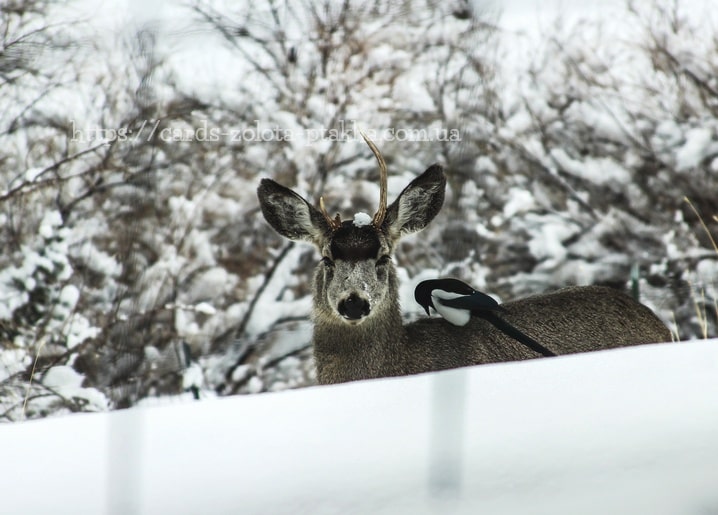 Maultierhirsch steht im Schnee mit einer Elster auf dem Rücken