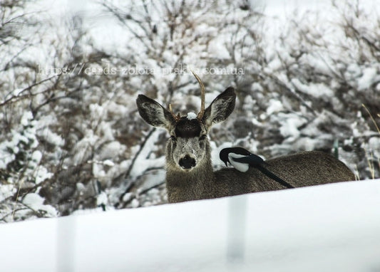 Maultierhirsch steht im Schnee mit einer Elster auf dem Rücken