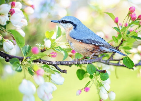 Eurasian nuthatch clinging to an apple branch among white and pink blossoms