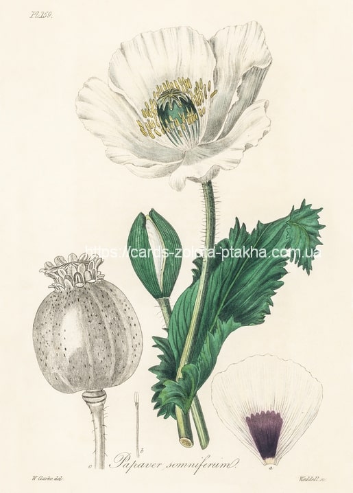 Старовинна гравюра маку снодійного (Papaver somniferum) з білими пелюстками та ребристою коробочкою