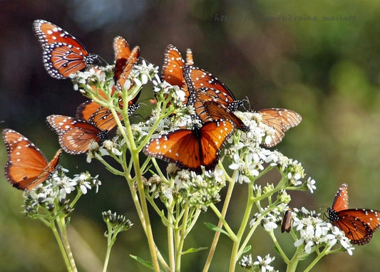 Ein Dutzend orange-schwarzer Schmetterlinge auf kleinen weißen Wildblumen
