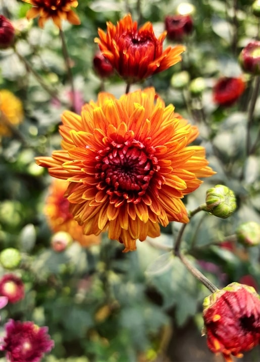 Close-up of an orange chrysanthemum flower in a garden