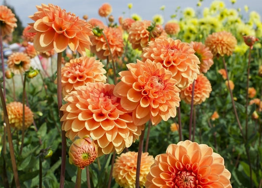 Orange Dahlien in voller Blüte, im Hintergrund verschwommene gelbe Blüten
