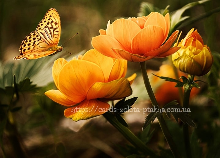 Perlmuttfalter fliegt neben blühenden orangen Trollblumen mit einer noch geschlossenen Knospe