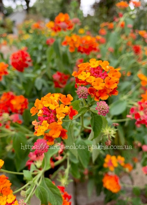 Orange-rote Lantana-Blütendolden in Nahaufnahme im Sommergarten
