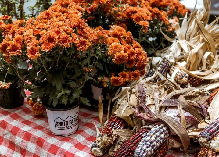 Orangene Chrysanthemen in Töpfen neben getrocknetem Indianermais auf karierter Tischdecke