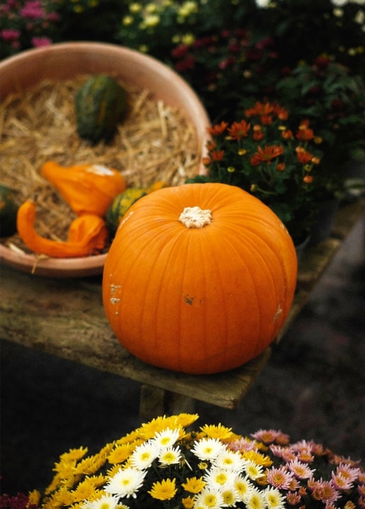 Orange pumpkin beside a basket of small gourds and autumn chrysanthemums