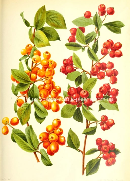 Vintage botanical print of two branches with orange-yellow and deep red berry clusters