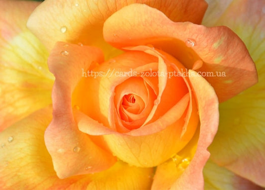 Makrofoto einer orangefarbenen Rose mit Tautropfen auf den Blütenblättern