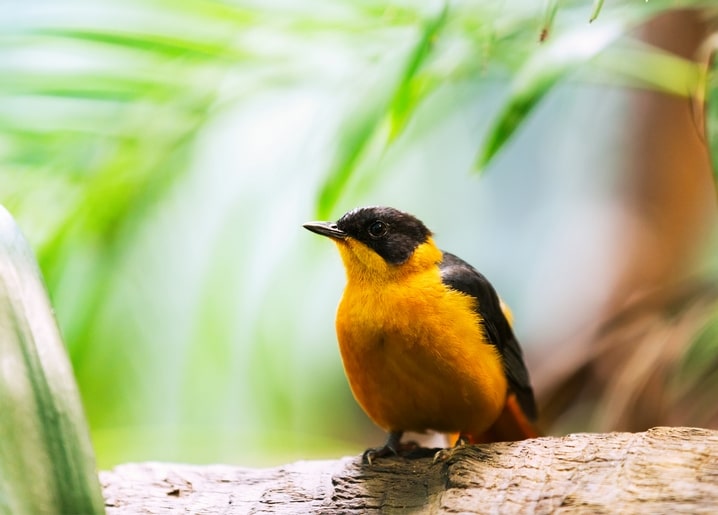 Orange-schwarzer Singvogel auf verwittertem Ast vor unscharfem tropischem Grün