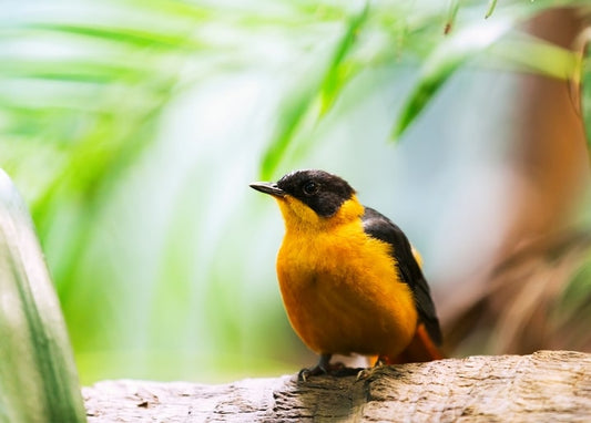 Orange-schwarzer Singvogel auf verwittertem Ast vor unscharfem tropischem Grün