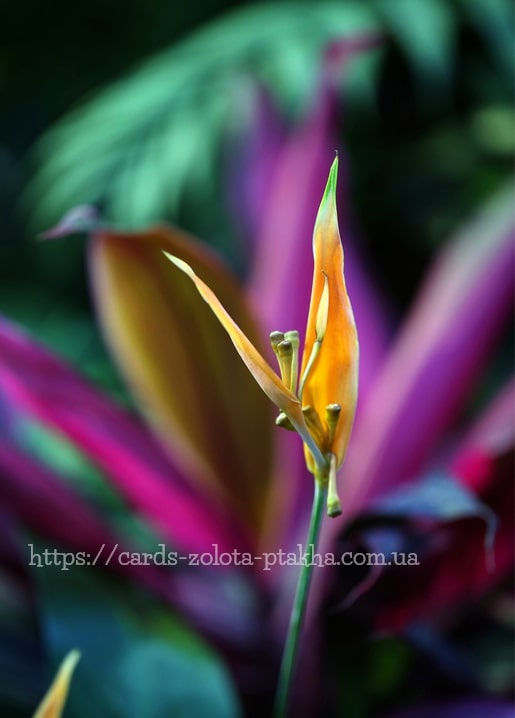 Exotische orange-gelbe tropische Blüte vor unscharfem violettem Laub