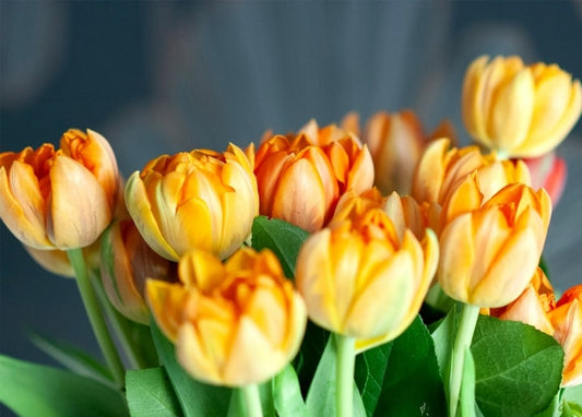 Close-up of orange and yellow tulip bouquet with petals slightly open