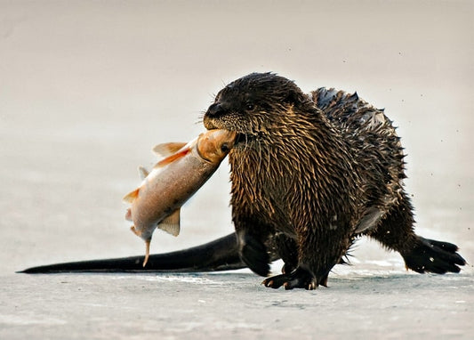 Nasser Otter steht auf Eis und hält einen frisch gefangenen Fisch im Maul