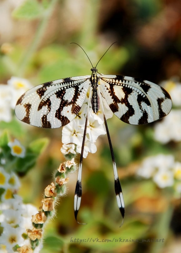 Makroaufnahme eines gestreiften Schmetterlingshafts mit Keulenfühlern auf weißen Blüten