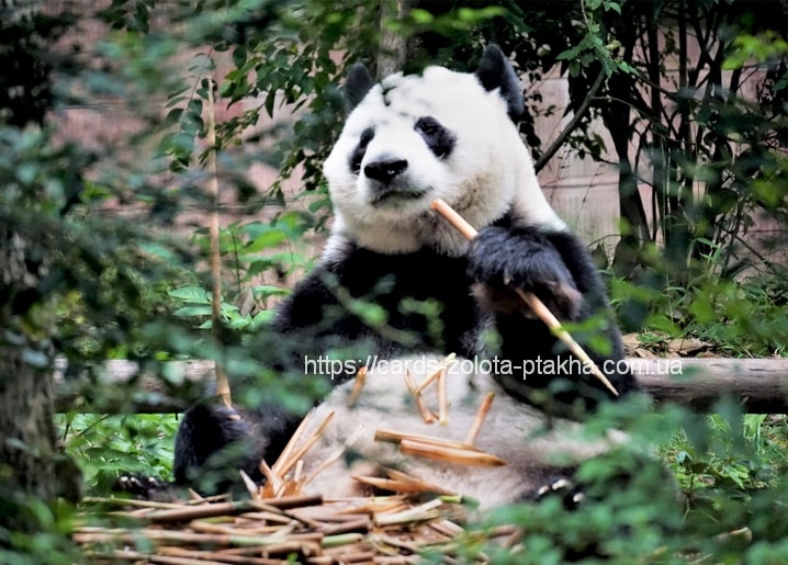 Großer Panda beißt in einen Bambusstängel zwischen grünem Laub