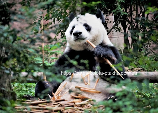 Großer Panda beißt in einen Bambusstängel zwischen grünem Laub