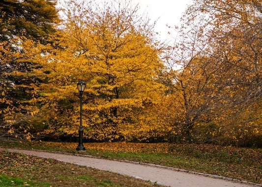 Schwarze Laterne am Parkweg unter einem vollständig goldenen Ahornbaum im Herbst