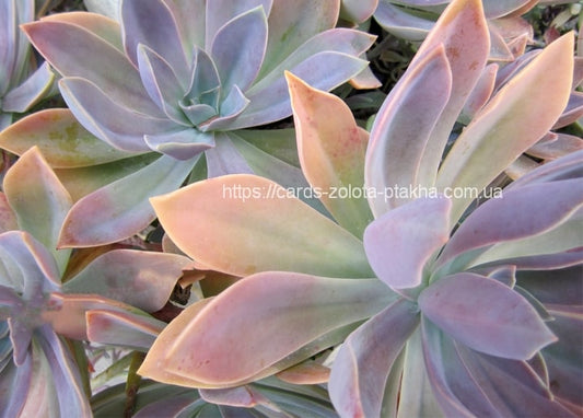 Pastellfarbene Sukkulentenrosetten in Salbeigrün, Lavendel und zartem Rosé