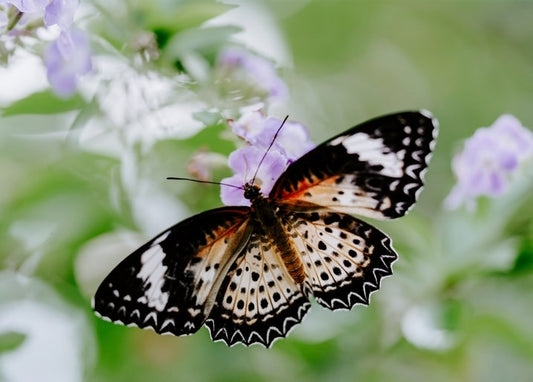 Schwarz-weißer Schmetterling mit orangen Zeichnungen auf kleinen violetten Blüten