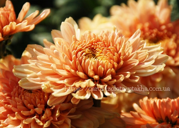 Close-up of a peach-orange chrysanthemum in full bloom
