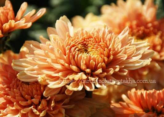 Close-up of a peach-orange chrysanthemum in full bloom