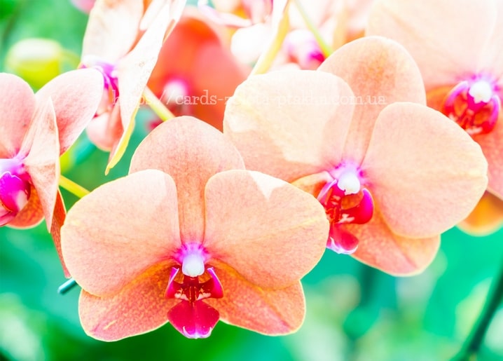 Nahaufnahme pfirsichfarbener Orchideenblüten mit leuchtend pinkfarbener Mitte