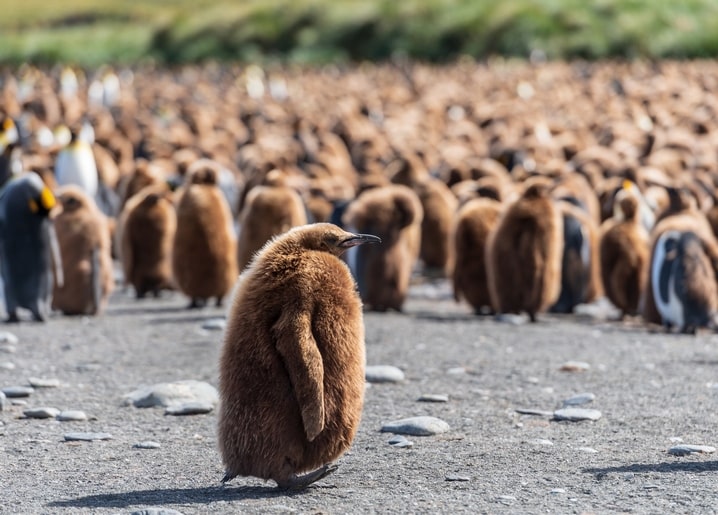 Flauschiges Königspinguin-Küken vor einer riesigen unscharfen Kolonie