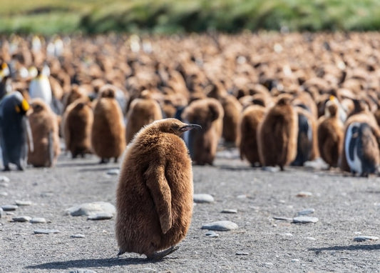 Flauschiges Königspinguin-Küken vor einer riesigen unscharfen Kolonie