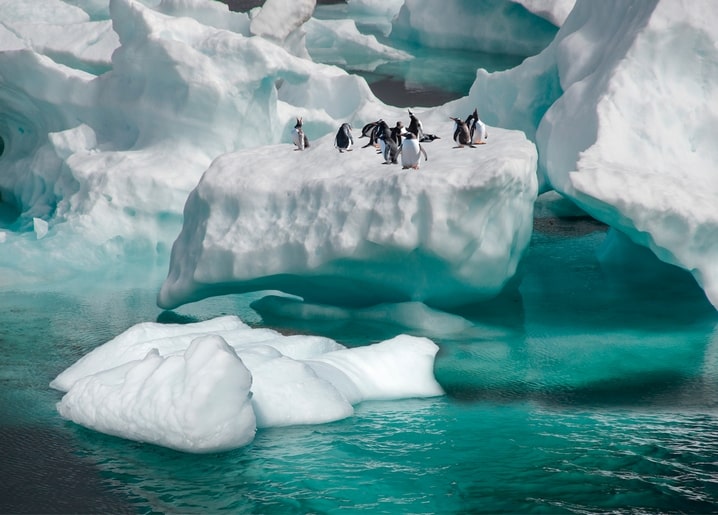 Pinguinkolonie steht auf einem türkisfarbenen Eisberg im antarktischen Wasser