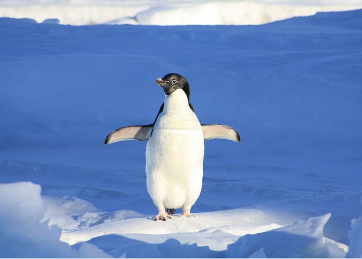 Adeliepinguin steht mit ausgebreiteten Flügeln auf dem Eis