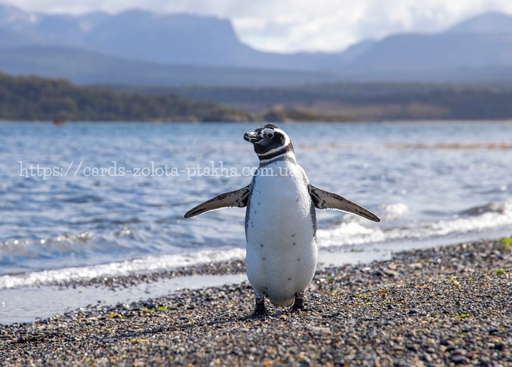 Pinguin läuft über einen Kiesstrand vor nebligen Bergen und Wasser