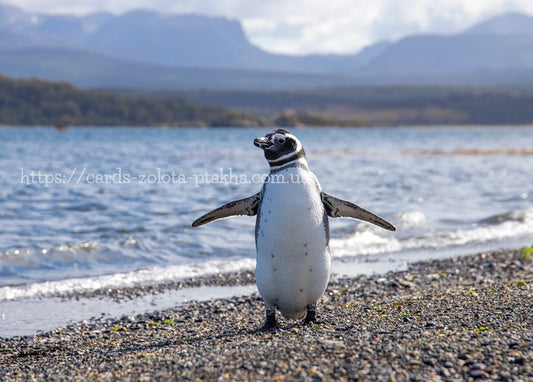 Pinguin läuft über einen Kiesstrand vor nebligen Bergen und Wasser